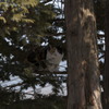 猫の木登り