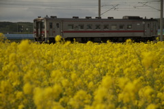 菜の花