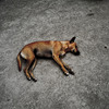 野良犬