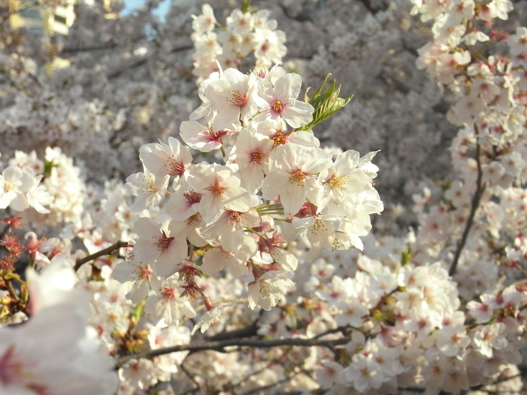 目黒川桜２