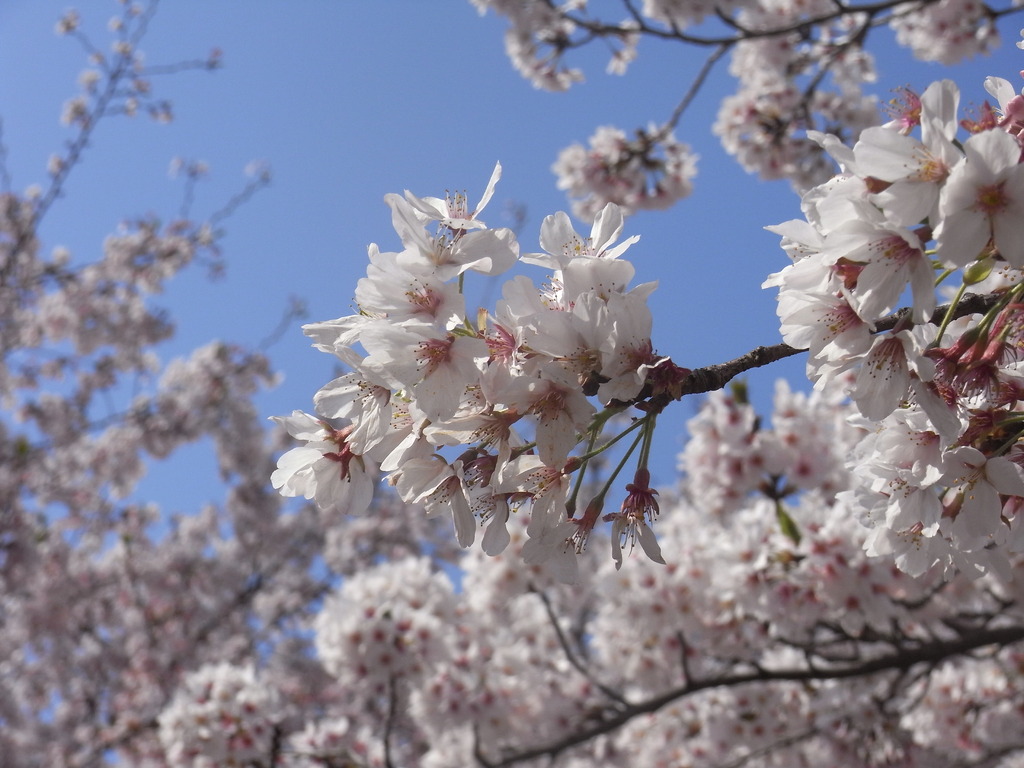 多摩川台公園