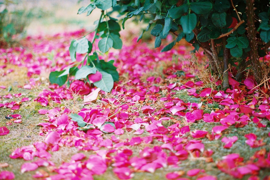 ばらばら薔薇