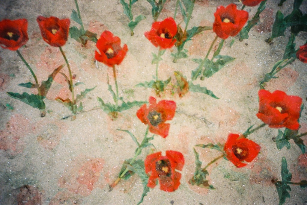 tulip