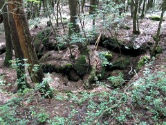 青木ヶ原樹海