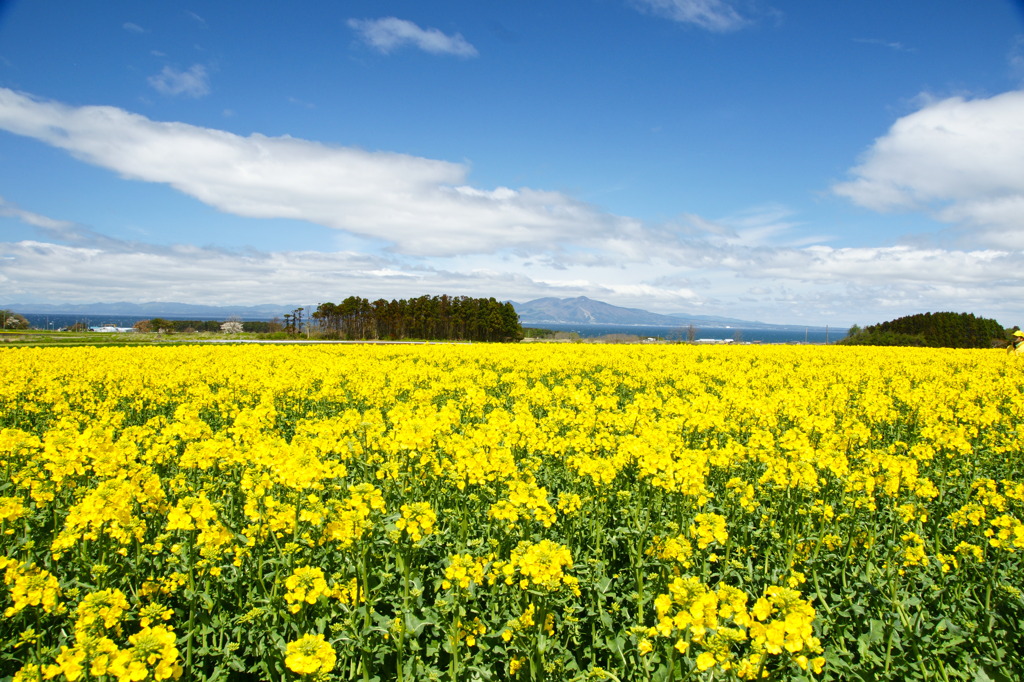 yellow＆bluesky
