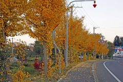紅葉に潜む標識