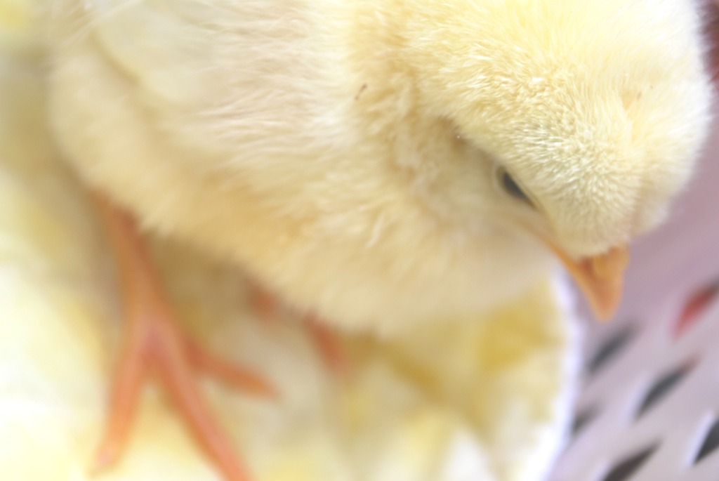 ふわふわ
