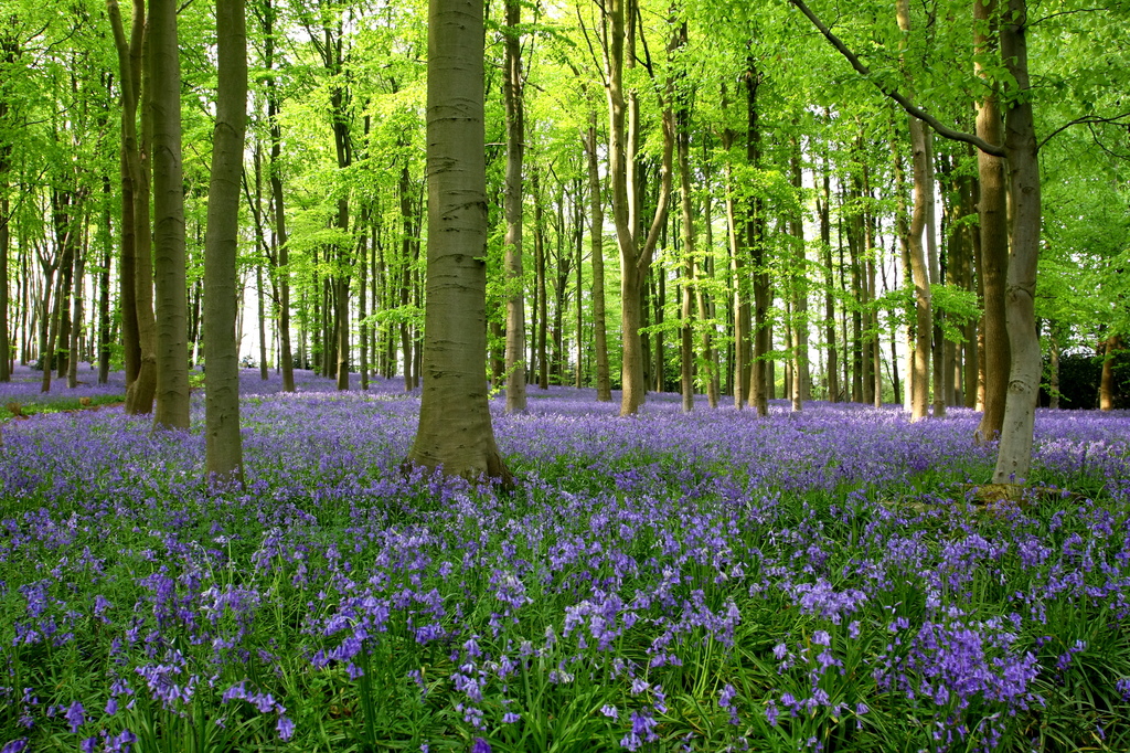 Bluebell wood