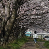 桜道をゆく