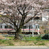 桜色のワンポイント