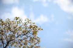 葉桜と空