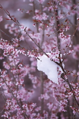 花見山公園03