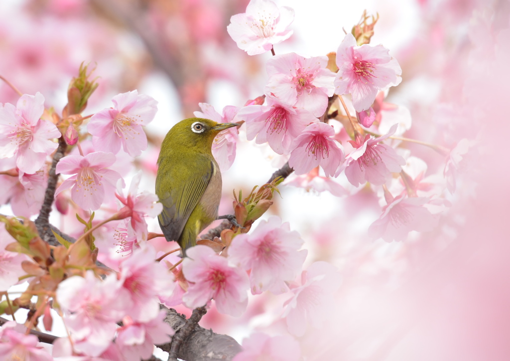 河津桜とメジロ