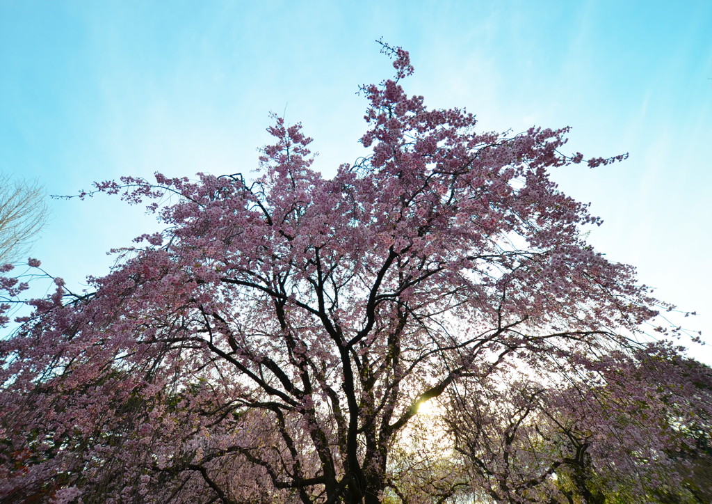 桜