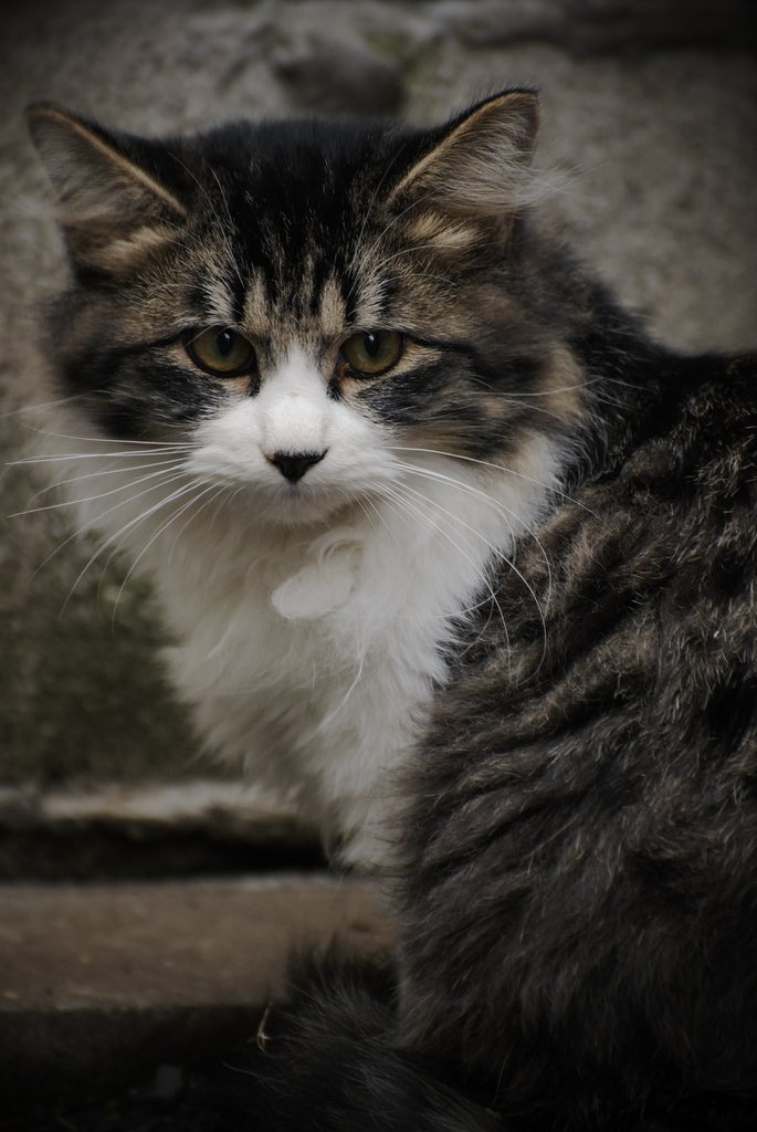 気高い猫