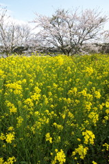 菜の花と桜