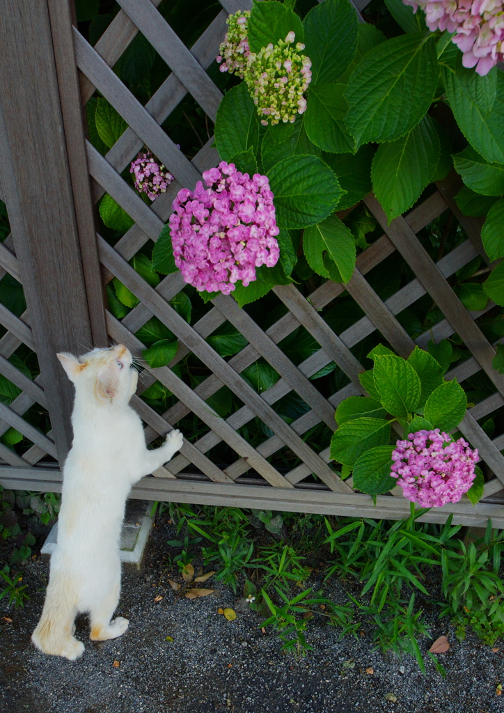 あじさいねこ