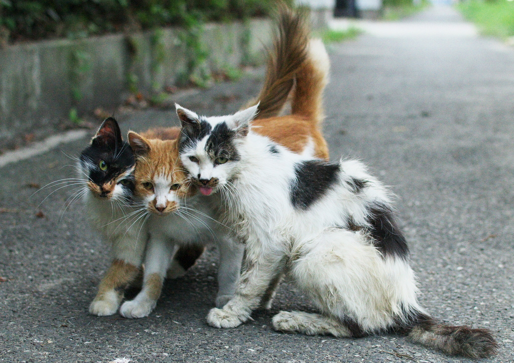 なかよし