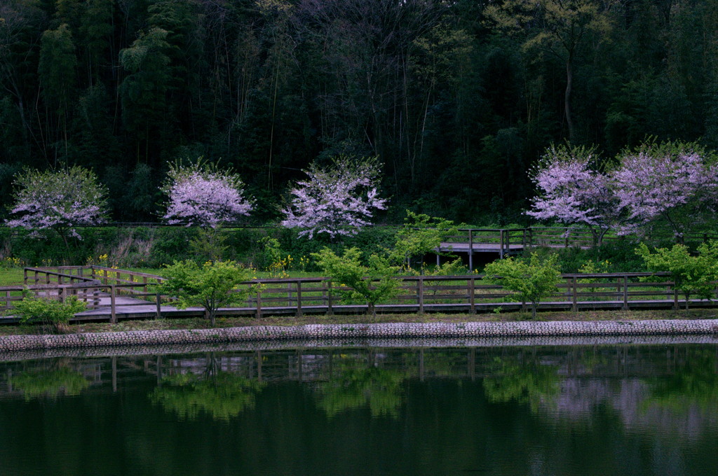 桜映える