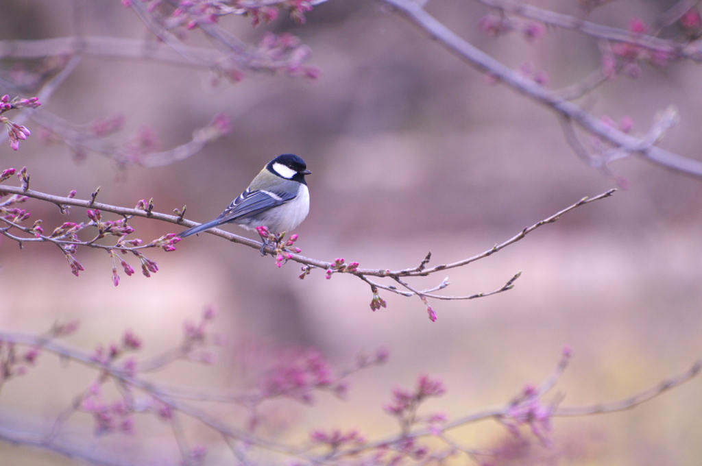 シジュウカラ