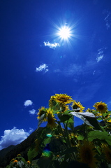 向日葵と太陽