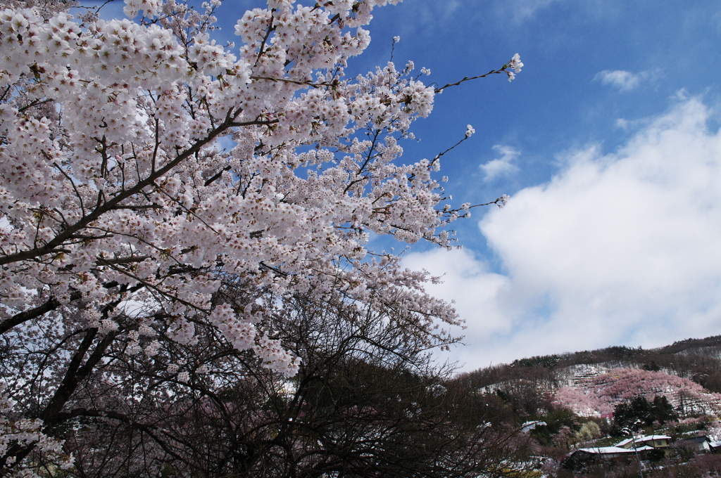 花見山公園