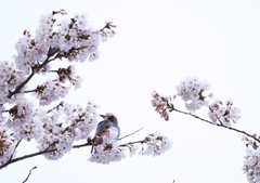 桜とコムクドリ