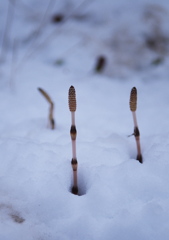 雪の中のつくし