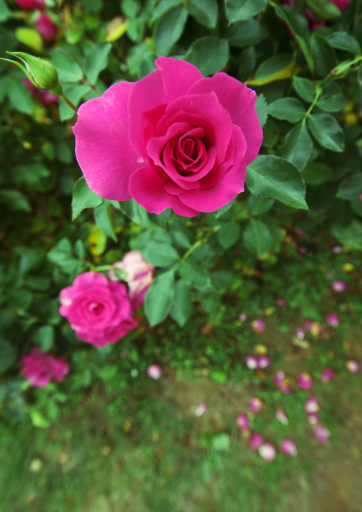 ROSE
