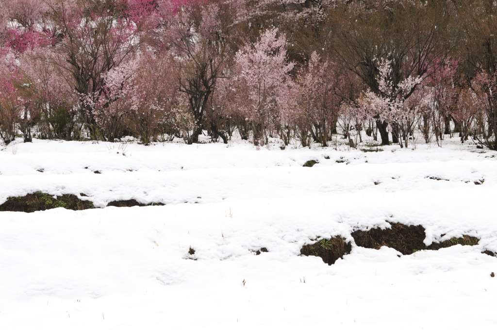 花見山公園05