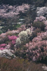 花見山公園09