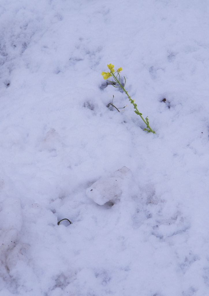 雪の中の菜の花