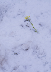 雪の中の菜の花