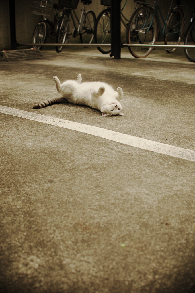 ひっくり返る猫