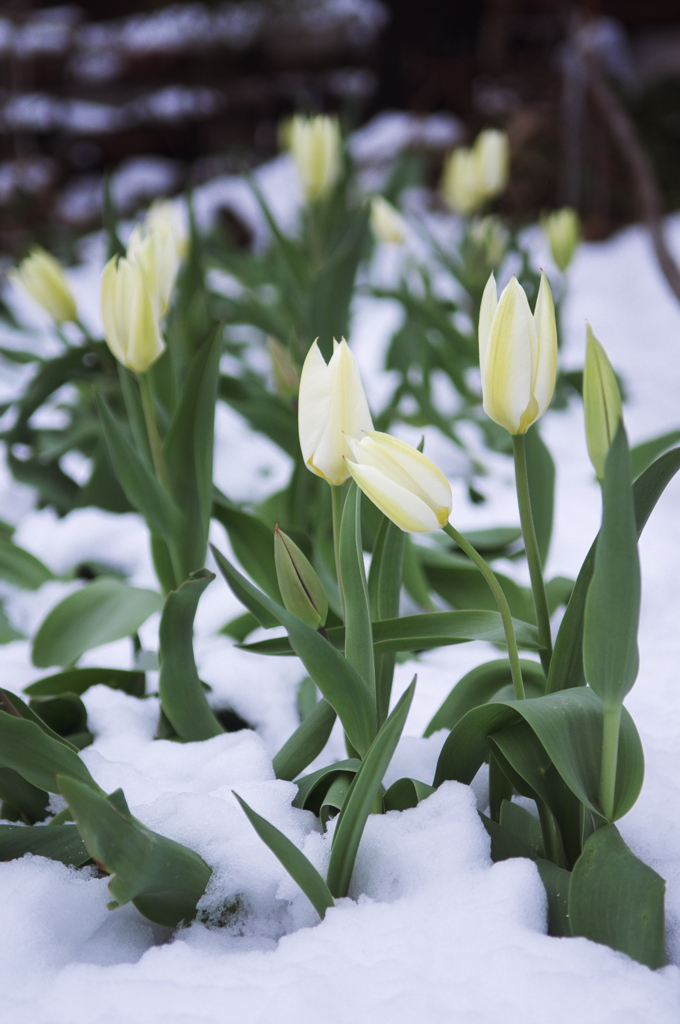 雪の中のチューリップ