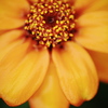 ジニア（花）