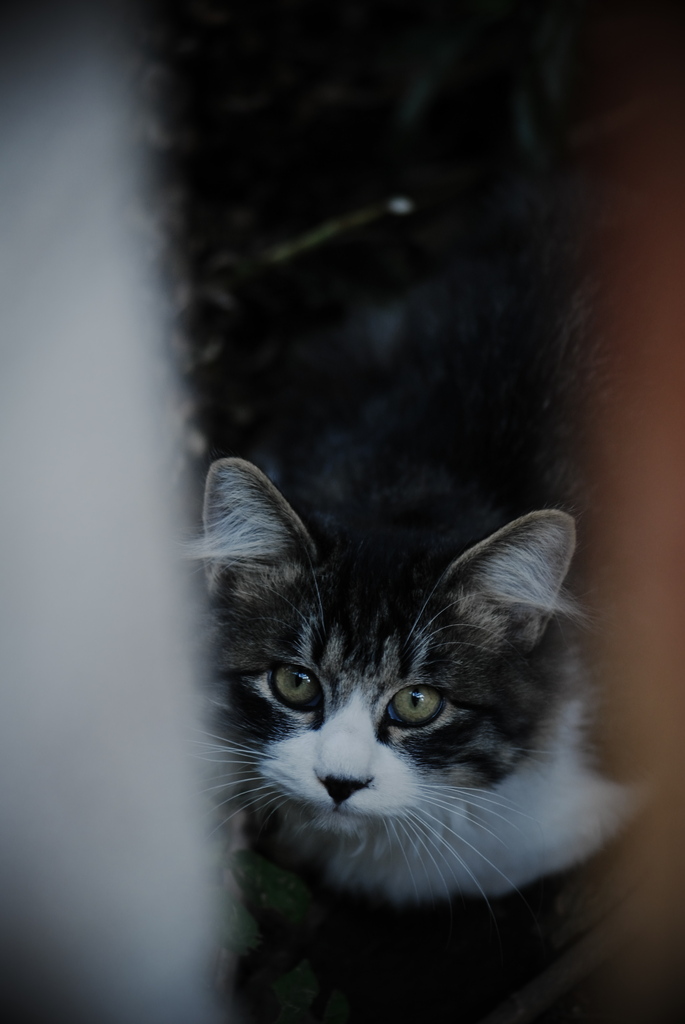 見つめる猫
