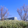 桜と雪柳 ３