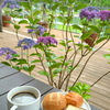 ランチ