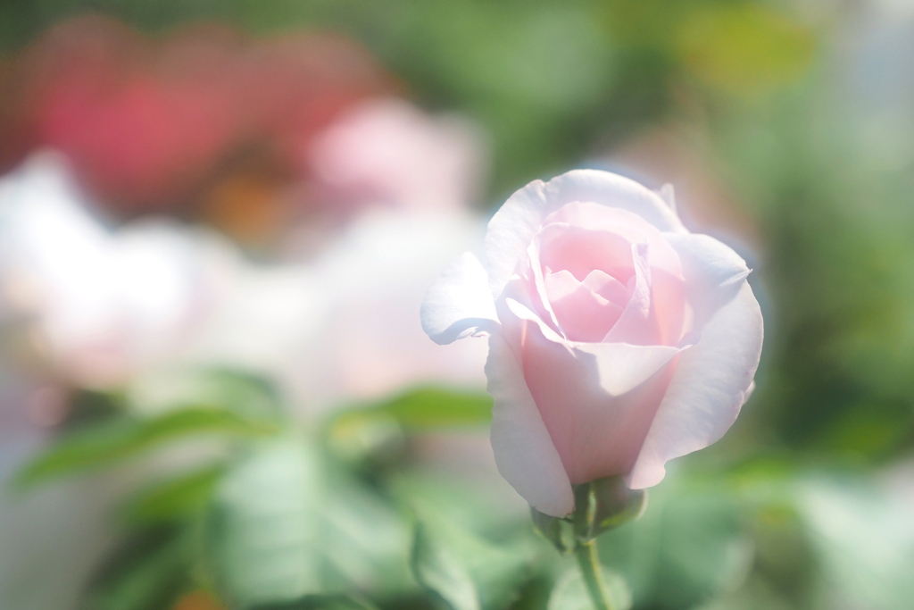 秋バラ（花の文化園） １