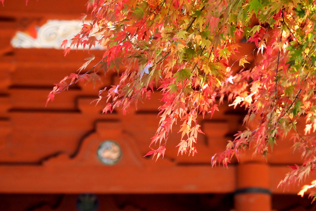 大門の紅葉