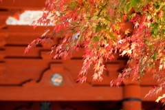 大門の紅葉