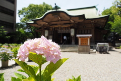 坐摩神社の紫陽花