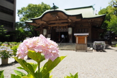 坐摩神社の紫陽花