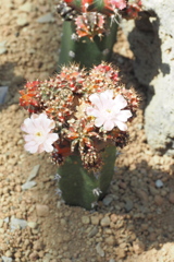 乾燥地植物室の花 ７