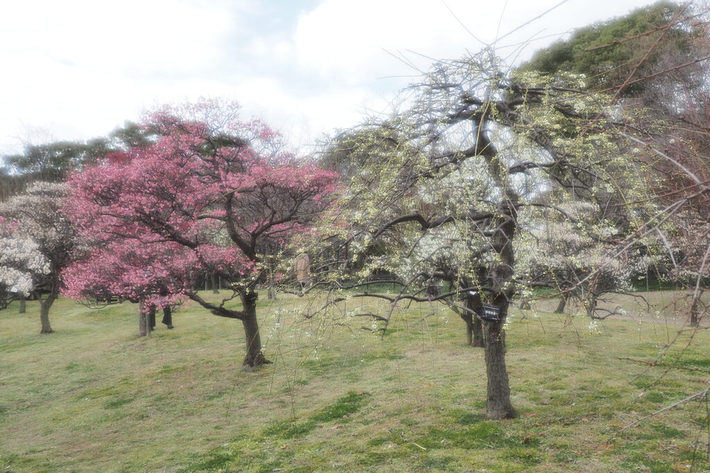 長居植物園にて