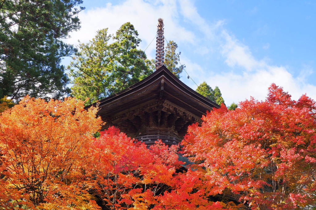 高野山の紅葉 １０