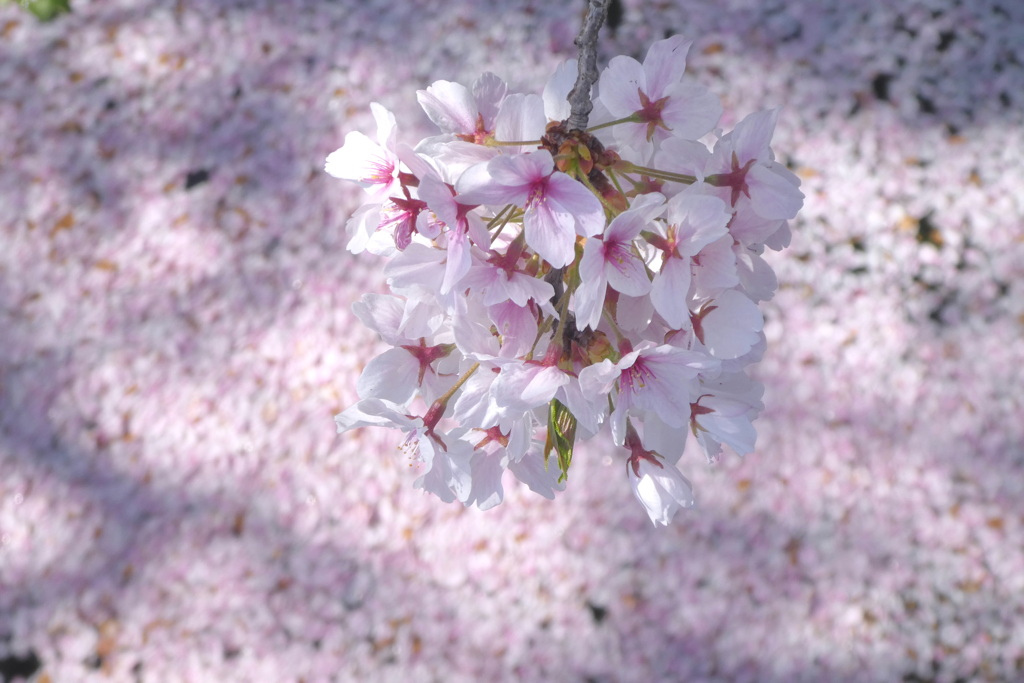 桜 １０