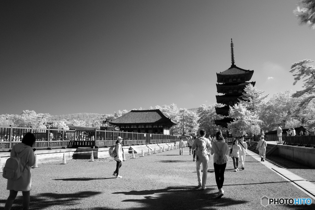 興福寺五重塔と東金堂