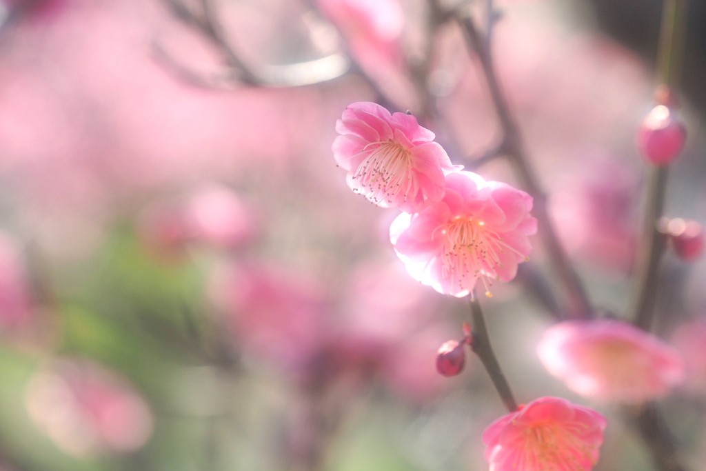 長居植物園梅園 １２